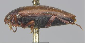 Media type: image;   Entomology 6022 Aspect: habitus lateral view